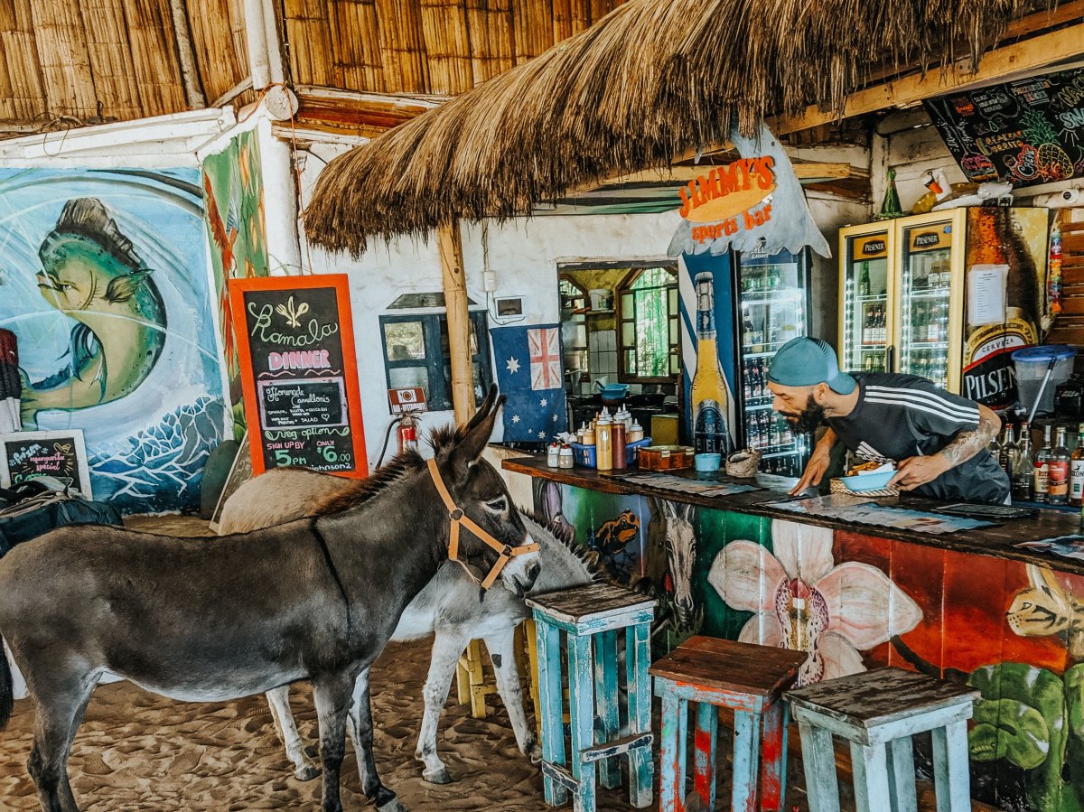  The Donkey Residents at Kamala Hostel in Montañita 